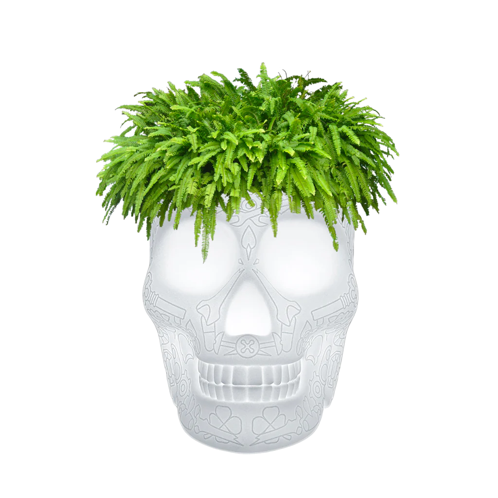 MEXICO CHAMPAGNE COOLER & PLANT LAMP RECHARGEABLE LED