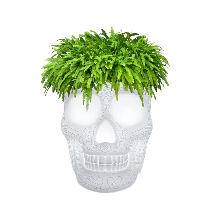 MEXICO CHAMPAGNE COOLER & PLANT LAMP RECHARGEABLE LED